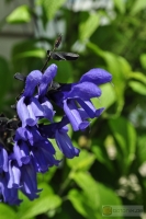Salvia patens 'Black&Blue'